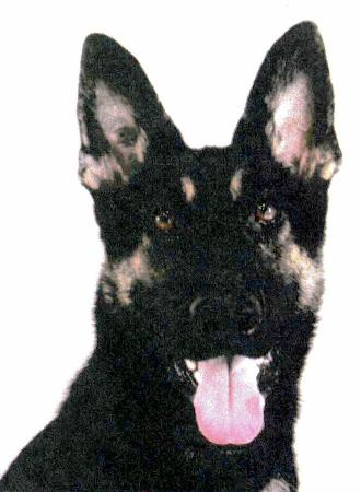 逃げた警察犬 クレバ号 を発見 兵庫県警のシェパード 全国のニュース 京都新聞