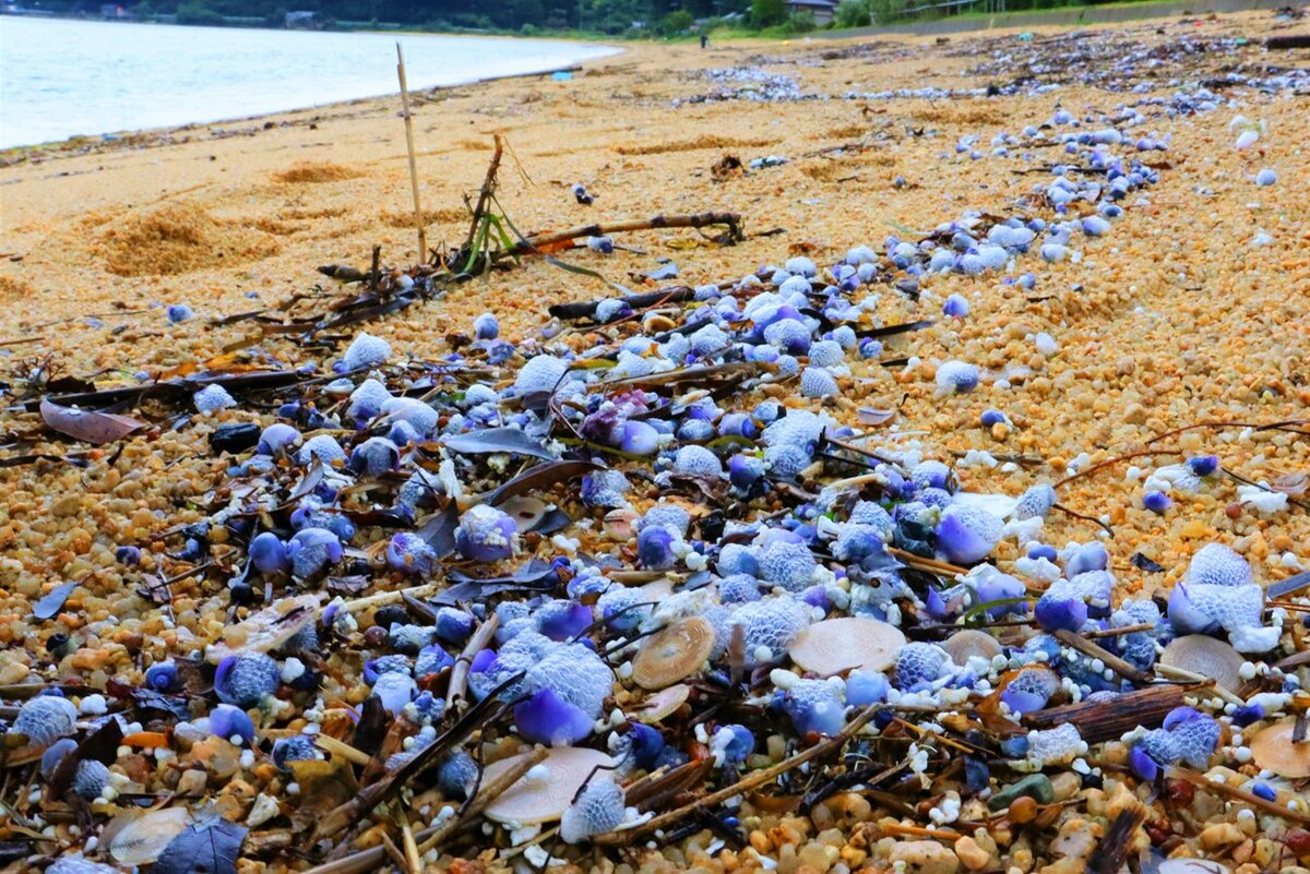 ルリガイ数万匹 日本海の砂浜に漂着 台風や温暖化の影響か 社会 地域のニュース 京都新聞