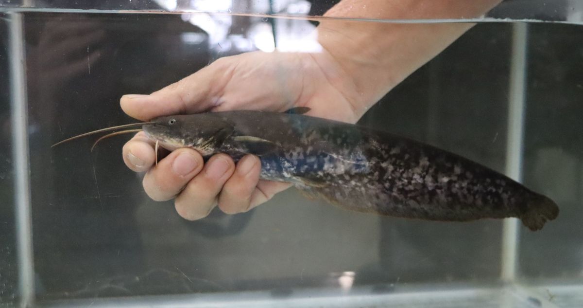 琵琶湖産の真珠 復活の鍵はナマズ 母貝を育む ゆりかご に 社会 地域のニュース 京都新聞