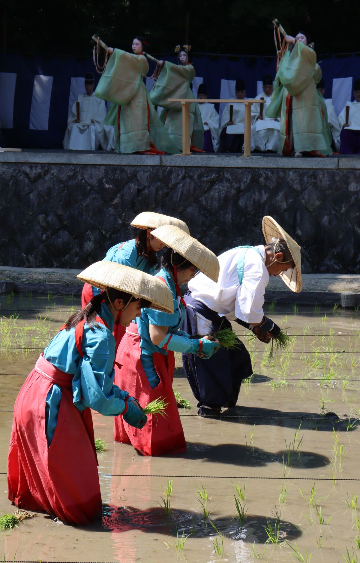 豊作祈り苗を手植え　京都・伏見稲荷で田植祭