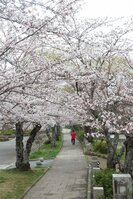 満開になった南郷公園の桜（3月31日、京都府亀岡市古世町）