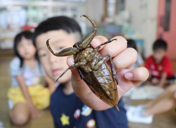 タガメ 数年ぶり の大物 絶滅危惧種 子どもら夢中で観察 社会 地域のニュース 京都新聞