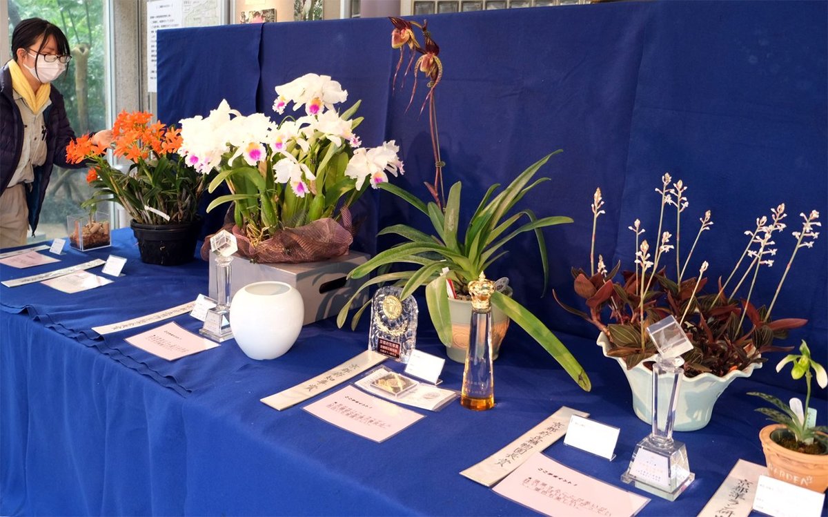 多彩な花姿と豊かな香り、洋ランのできばえ競う　京都府立植物園で展示