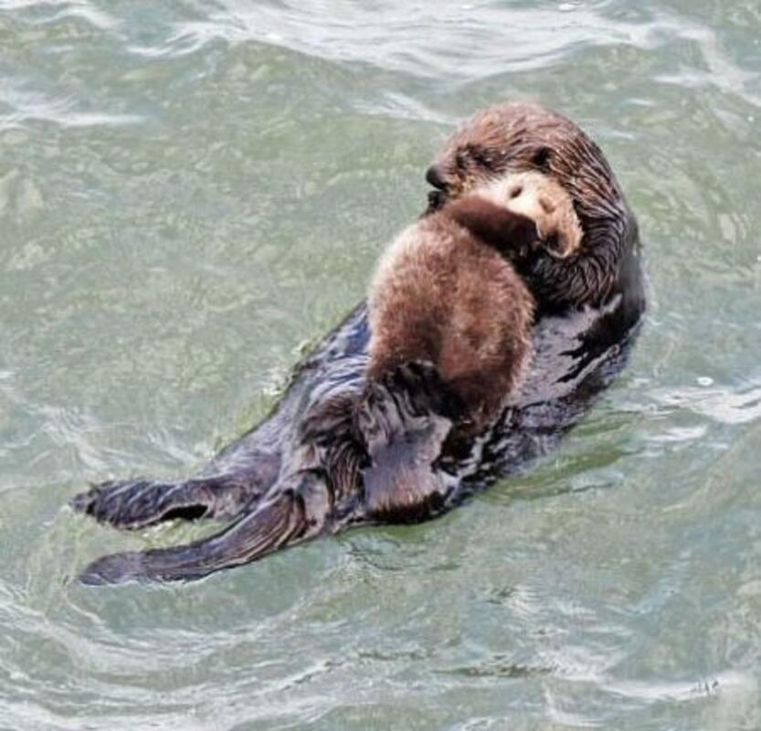 ラッコ - Sea otter - JapaneseClass.jp