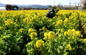 畑一面に黄色い花を咲かせた食用のナノハナ（京都府亀岡市旭町）
