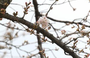 開花宣言の基準となる５輪の開花が確認されたソメイヨシノの標本木（２４日午後２時２２分、京都市中京区・二条城）
