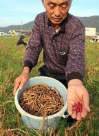 普通の小豆より粒が大きい「馬路大納言」を収穫する農家（京都府亀岡市馬路町）