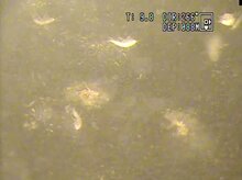 琵琶湖アユの不漁 原因は 低迷期に大型植物プランクトンが大量増殖 食物連鎖に変化 文化 ライフ 地域のニュース 京都新聞