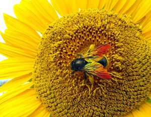 鮮やかな色の羽をしたハチ。タイワンタケクマバチとみられる（京都府向日市物集女町）＝読者提供