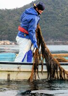 アカモクを収穫する漁師（京都府宮津市大島・養老漁港沖）