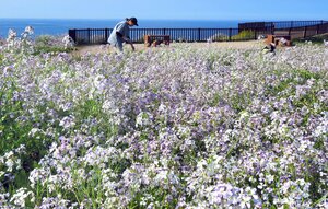 大成古墳群一帯で白や薄紫色の小さな花が見ごろを迎えたハマダイコン（京都府京丹後市丹後町）