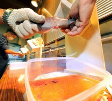 琵琶湖アユの不漁 原因は 低迷期に大型植物プランクトンが大量増殖 食物連鎖に変化 文化 ライフ 地域のニュース 京都新聞