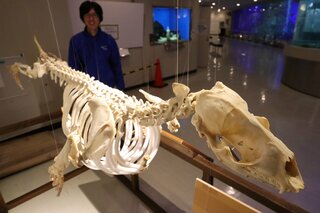 3年前に死んだアザラシが骨格標本に 飼育員が2年かけ制作 再び人気者に 文化 ライフ 地域のニュース 京都新聞