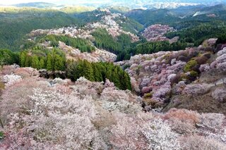 吉野 山 桜