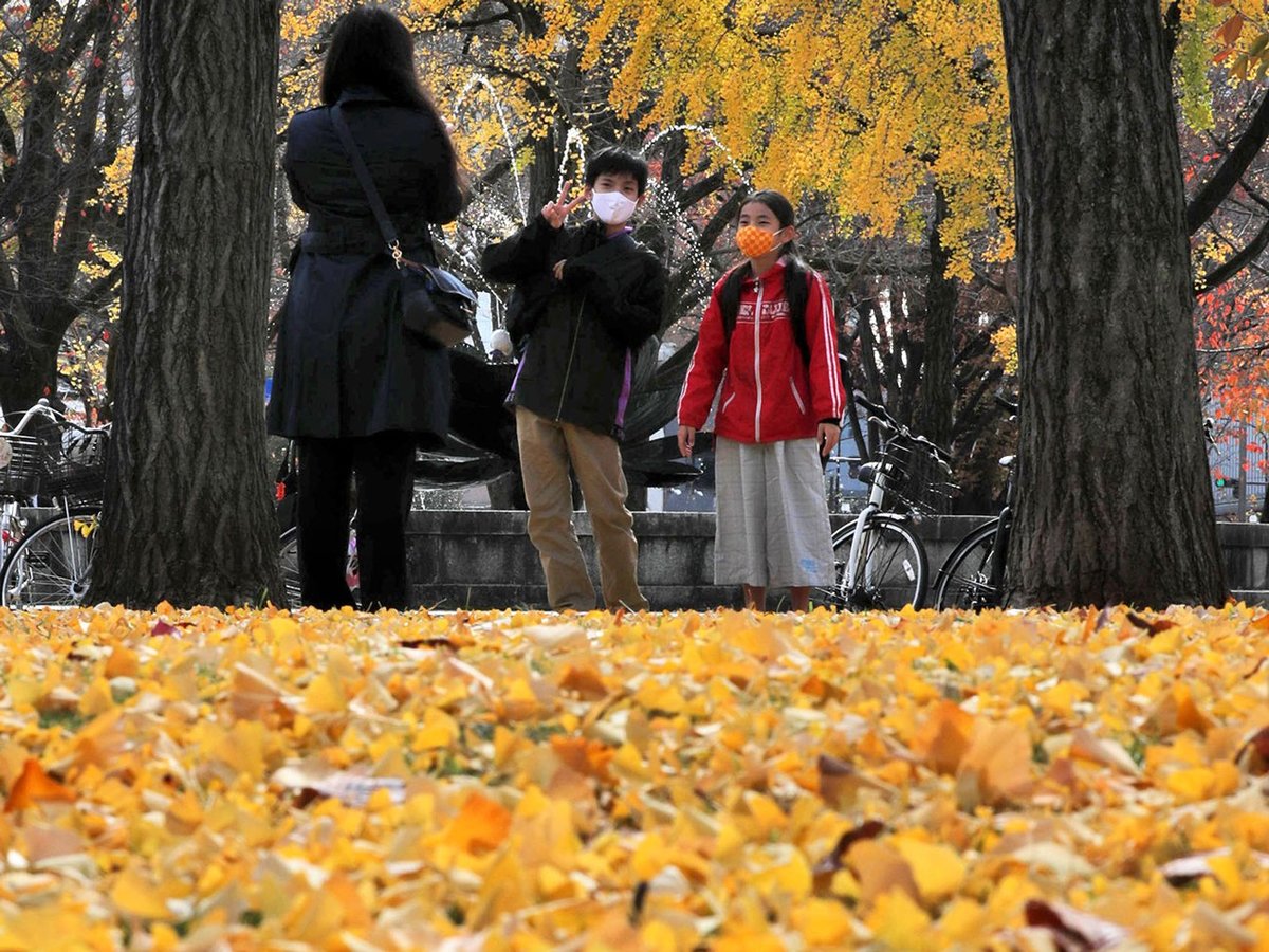 黄金色じゅうたん、一面の秋広がる　イチョウの葉降り積もった京都・東本願寺前