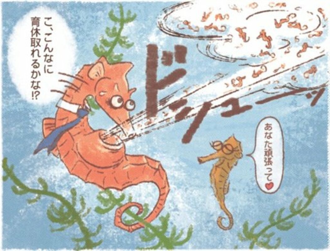 タツノオトシゴはイクメン オスが腹の袋の中で子育て 文化 ライフ 地域のニュース 京都新聞