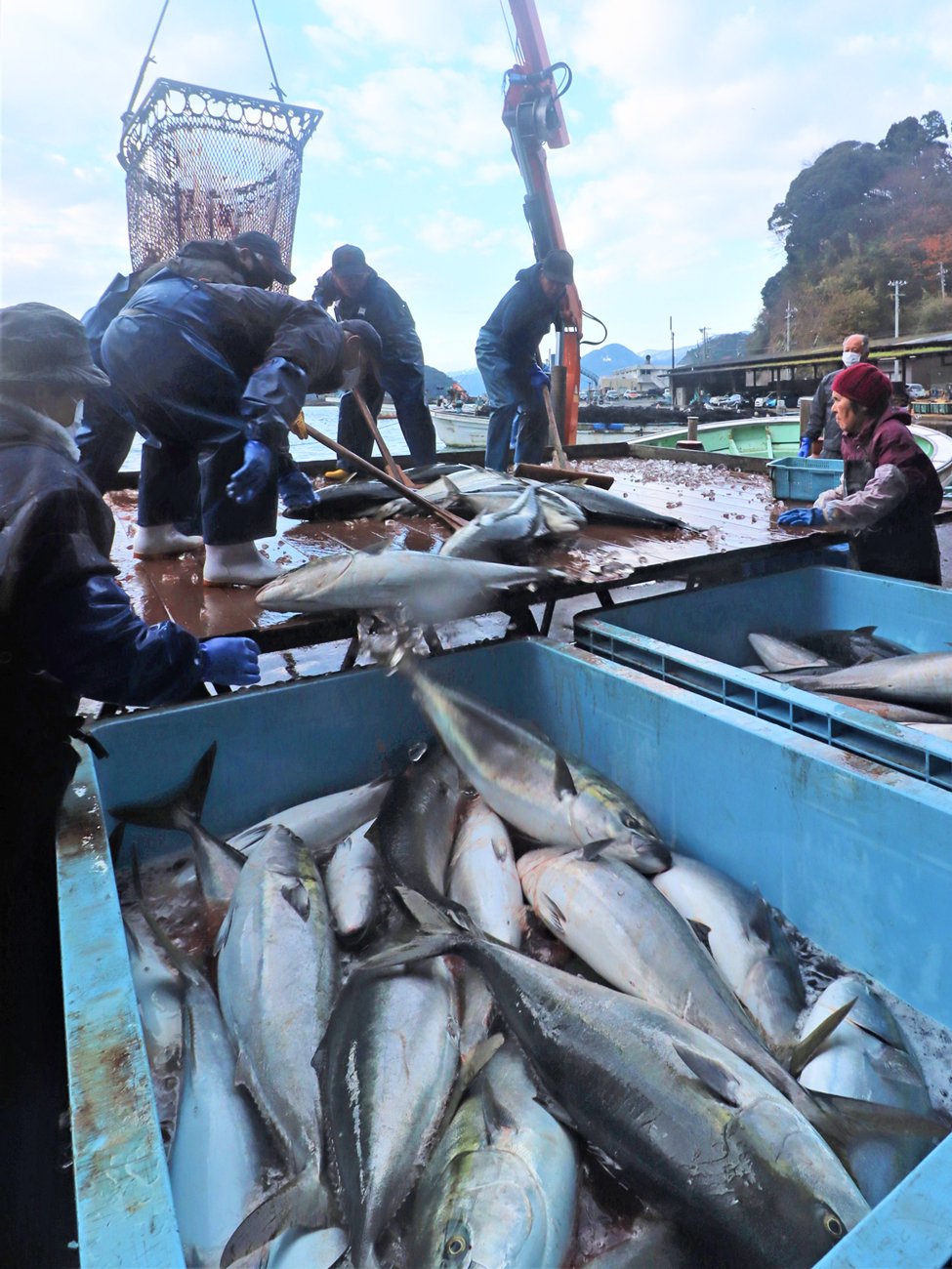 寒ブリ5千匹水揚げ「こりゃ大きいわ」数年ぶり大漁に漁港沸く　日本三大漁場の京都・伊根