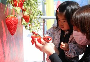 赤いイチゴの実を選んで摘み取る親子連れ（京都市下京区・梅小路公園）