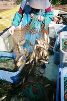 漁業者が刺し網で捕獲したブラックバス（昨年１０月、高島市沖）＝滋賀県提供