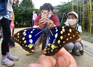 京都大原学院で行われた放蝶会で紫色の羽を広げるオオムラサキのオス。しばらく児童の指にとどまってから空に舞った（６月２６日、京都市左京区大原）