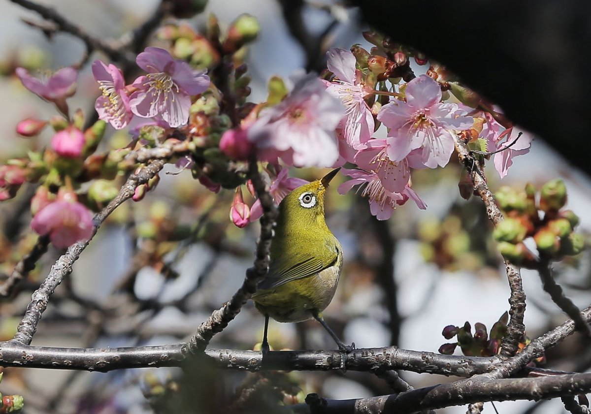 京都と京田辺で最高気温20・6度　河津桜にメジロの姿も