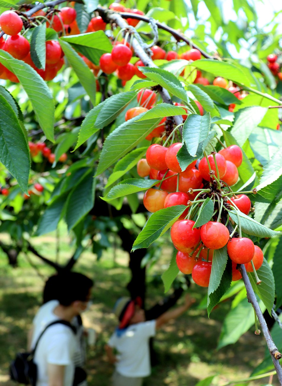 甘いサクランボ、いかが　滋賀高島の果樹園