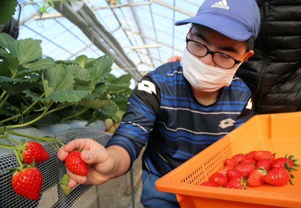 初めてイチゴを収穫する第３乙訓ひまわり園の利用者（京都市西京区大原野）