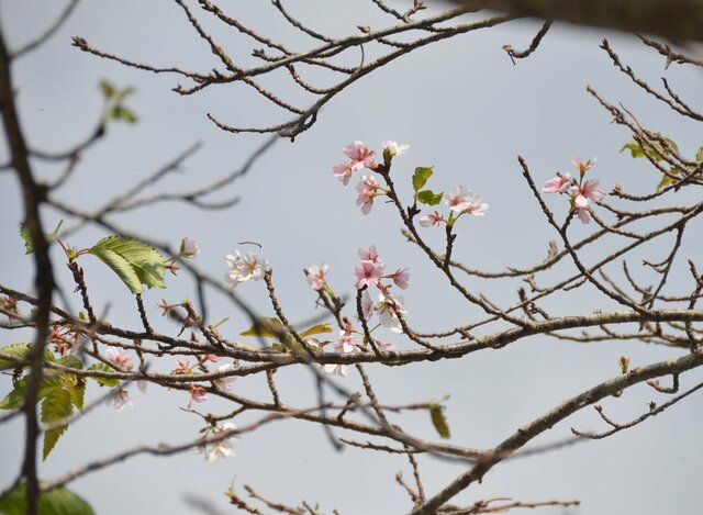 ソメイヨシノが秋に開花 木を見たら 桜の花が咲いていて驚いた 社会 地域のニュース 京都新聞