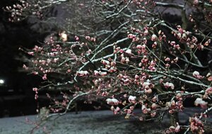 雪をかぶった京都御苑の紅梅（2月20日午後10時15分、京都市上京区）