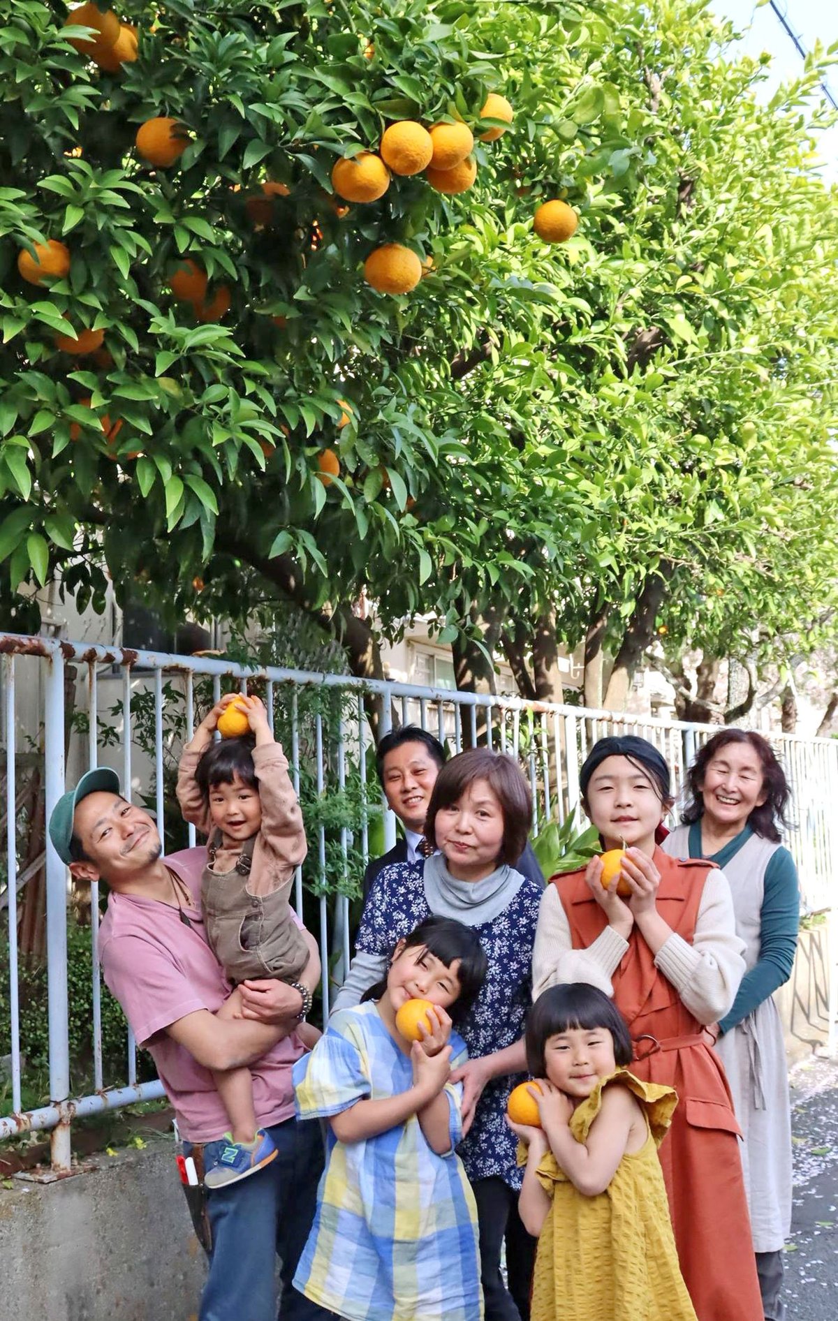 給食の種から育て25年 甘夏 が大木に 当時小5の男性 思い出かみしめ最後の収穫 文化 ライフ 地域のニュース 京都新聞