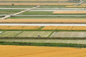 黄金色に染まる麦畑と水田が田園地帯にまばゆいコントラストを描く（彦根市日夏町）
