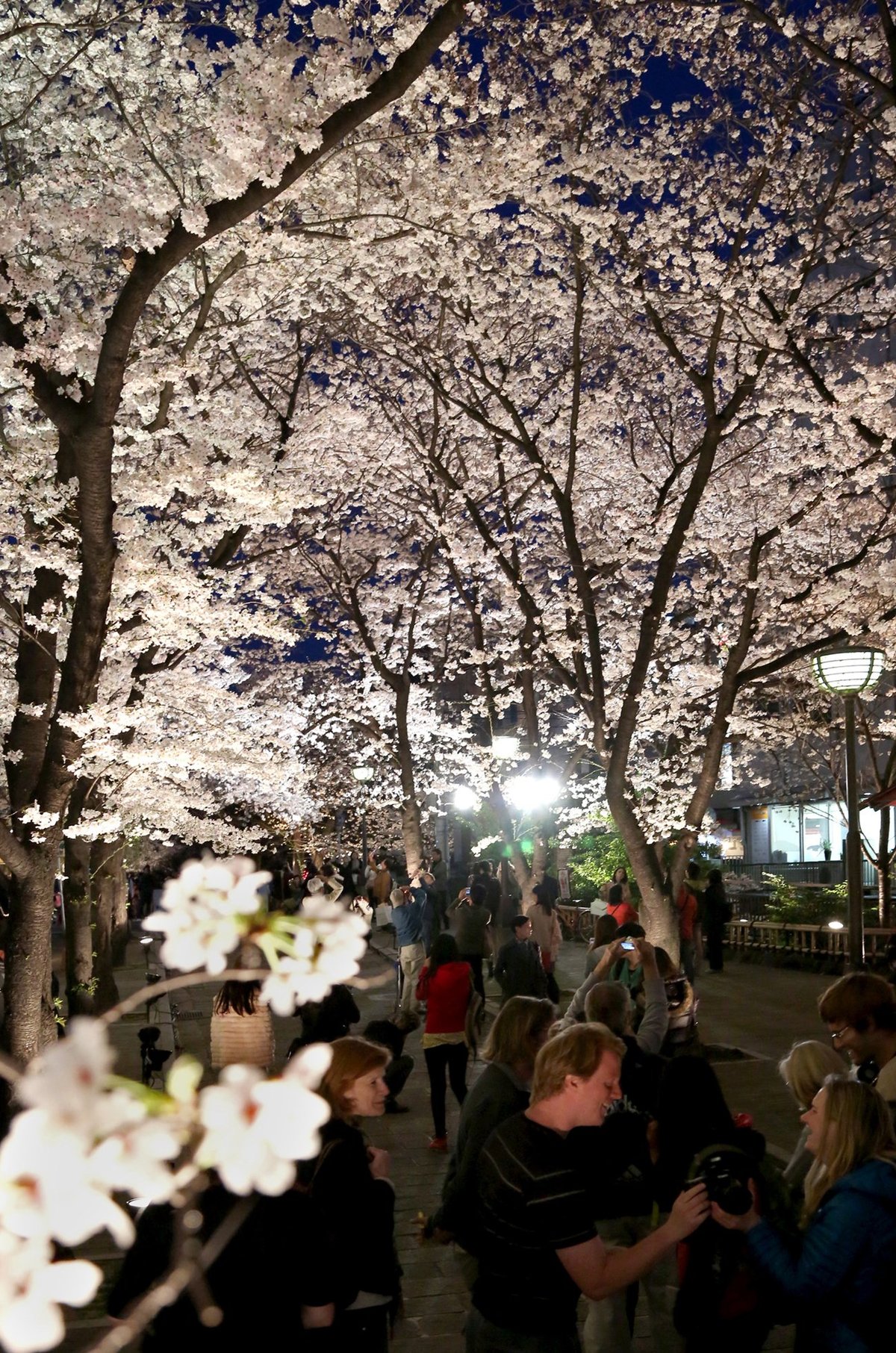 京都・祇園白川の桜ライトアップ中止　新型コロナ感染防止で2年連続