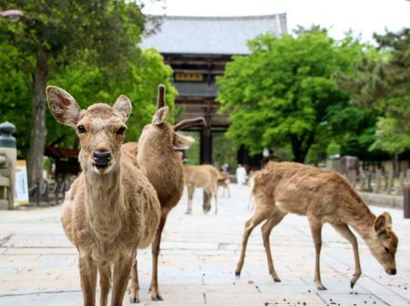 コロナでさまようシカない 奈良 観光客が激減 せんべいもらえず 全国のニュース 京都新聞