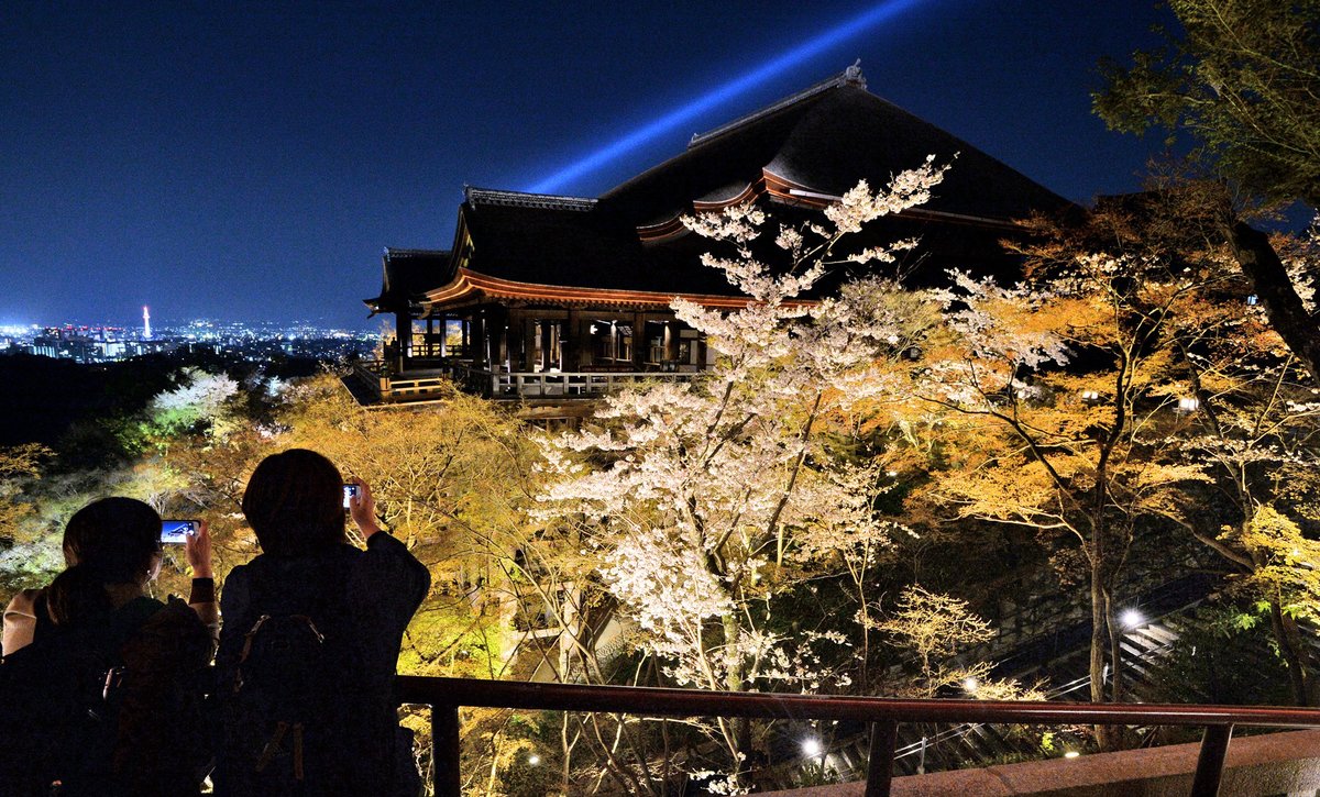 春の夜に桜の彩り、幻想的に　清水寺で夜間特別拝観