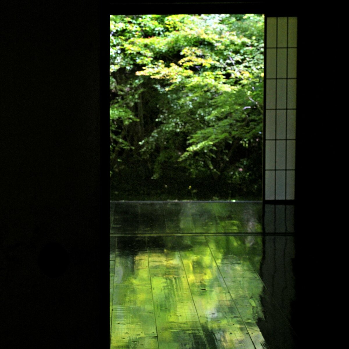 神秘的、漆黒の床に新緑が　京都・実相院「床みどり」