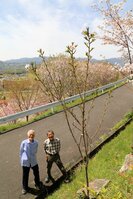 朝枝さんをしのんで植えられ、花を咲かせた桜「白雪」（京都市西京区大原野東野町）