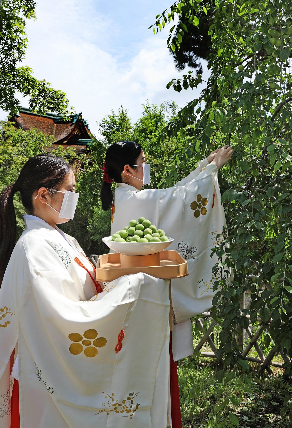 大粒の梅収穫　京都・北野天満宮、例年より早く