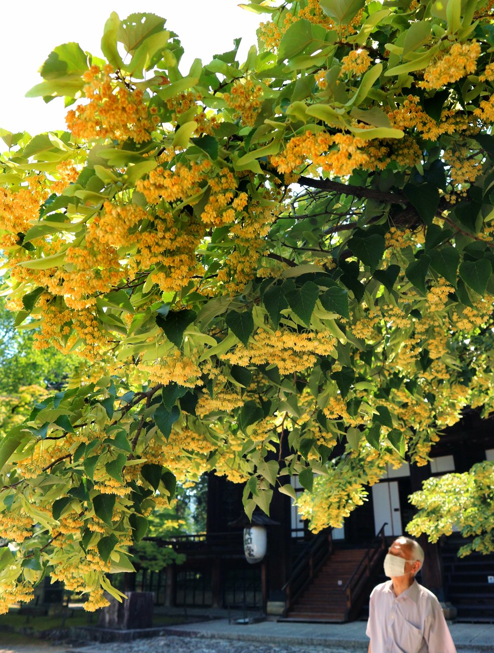 境内に甘い香り「菩提樹」の花が見頃　京都・真如堂
