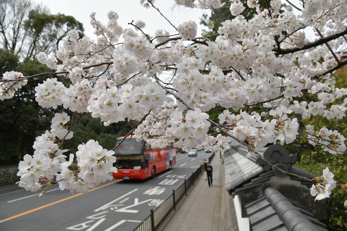 [資訊] 京都櫻花開花了