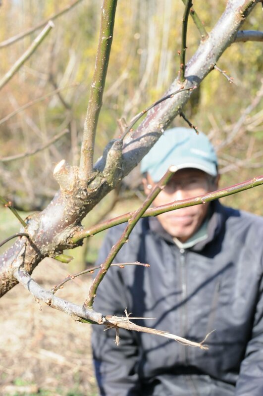 梅農家でもシカ食害深刻化 葉や枝食いちぎり続発 栽培意欲うせる 社会 地域のニュース 京都新聞