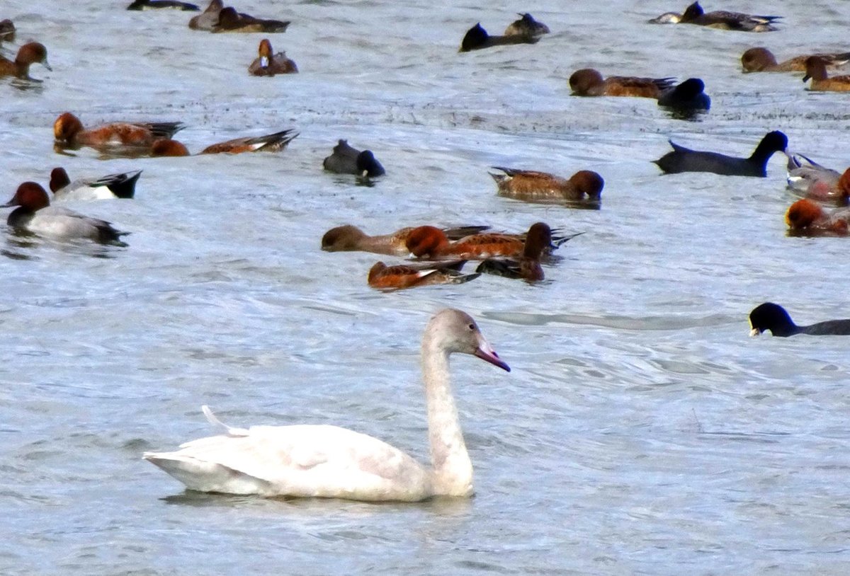 「冬の使者」コハクチョウ飛来　滋賀・草津の琵琶湖岸、例年より2カ月早く