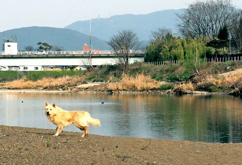 野犬が桂川河川敷で繁殖 解決策見えず 行政 餌ダメ と注意も 社会 地域のニュース 京都新聞