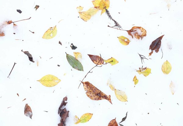 <div class="caption">木々に降り積もった雪が枝先の葉とともに落ち、白い雪面にさまざまな模様を描く（２０２１年１２月２１日）</div>