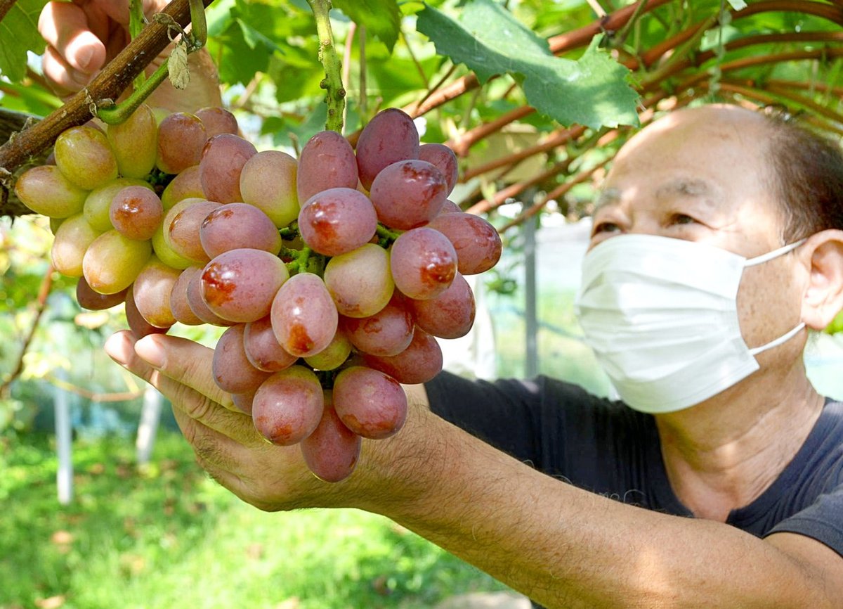 たわわに実った秋の甘味　京都・南丹のブドウ園で収穫最盛期