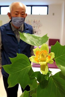 境内に甘い香り 菩提樹 の花が見頃 京都 真如堂 社会 地域のニュース 京都新聞