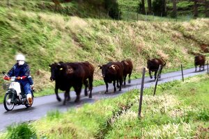 バイクの先導で放牧場へ道路を猛進する牛たち（京都府京丹後市丹後町・碇高原牧場）